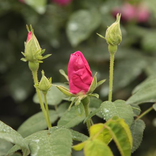 Rosa  Gallica 'Officinalis' - růžová - Stromkové růže, květy kvetou ve skupinkách - stromková růže s keřovitým tvarem koruny